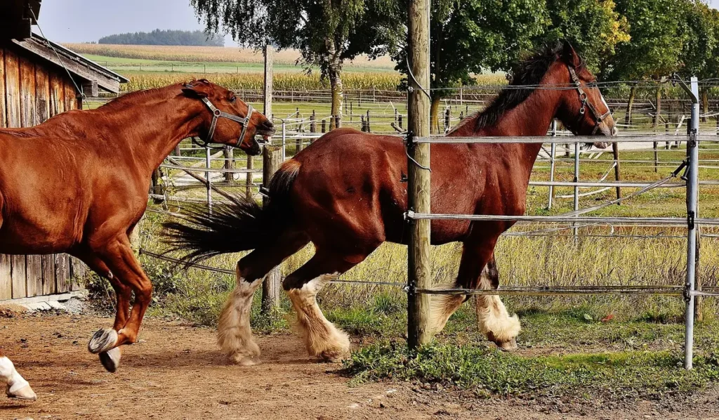 Bezpieczeństwo w jeździectwie