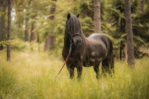 Koń fryzyjski – charakter, wygląd, wymagania i dla kogo będzie dobrym wyborem?