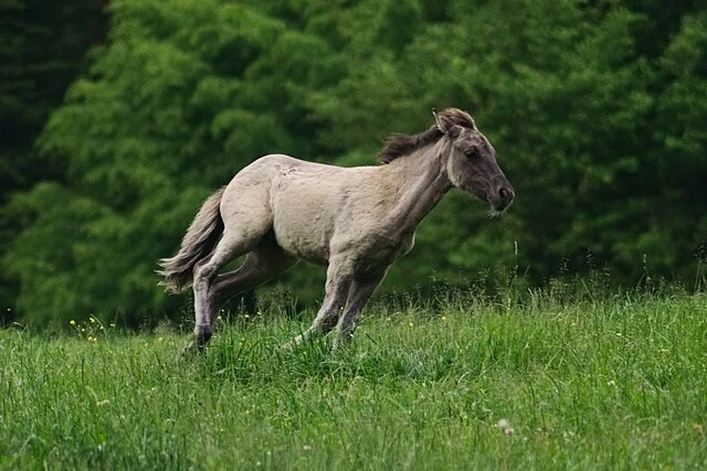 konik polski
