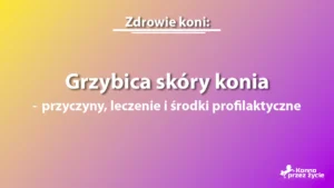 Grzybica skóry konia – przyczyny, leczenie i środki profilaktyczne