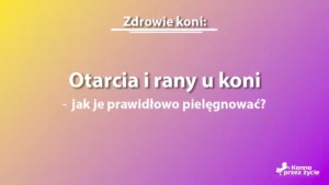 Otarcia i rany u koni – jak je prawidłowo pielęgnować?