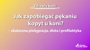 Jak zapobiegać pękaniu kopyt u koni? – skuteczna pielęgnacja, dieta i profilaktyka