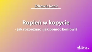 Ropień w kopycie – jak rozpoznać i jak pomóc koniowi?