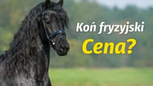 Koń fryzyjski – cena w Polsce 2026: ile kosztuje i od czego zależy?