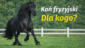 Koń fryzyjski: charakter, temperament i czy nadaje się dla początkujących?