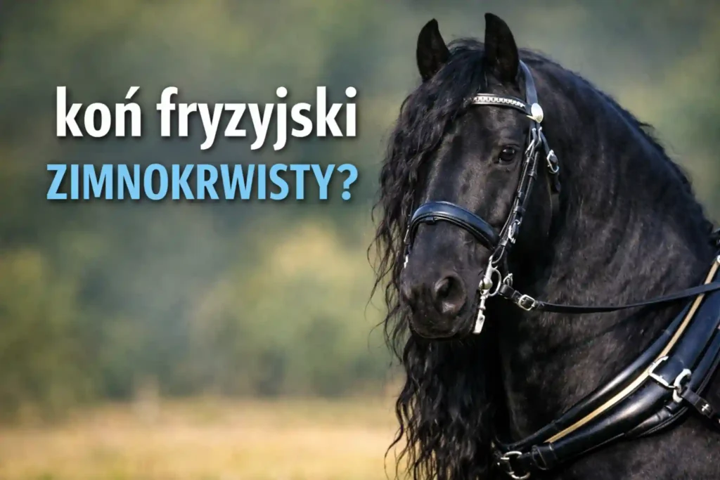 Koń fryzyjski zimnokrwisty? Wyjaśnienie bez mitów
