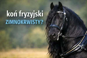 Koń fryzyjski zimnokrwisty? Wyjaśnienie bez mitów